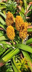 Bulbinella rossii