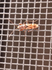 Neopamera albocincta