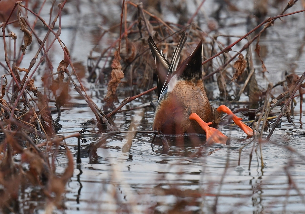 Northern Shoveler from Riverlands Migratory Bird Sanctuary, West Alton