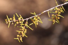 Acacia nyssophylla