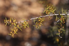 Acacia nyssophylla