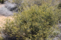 Acacia nyssophylla