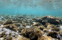 Girella simplicidens