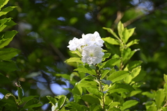 Angiospermae
