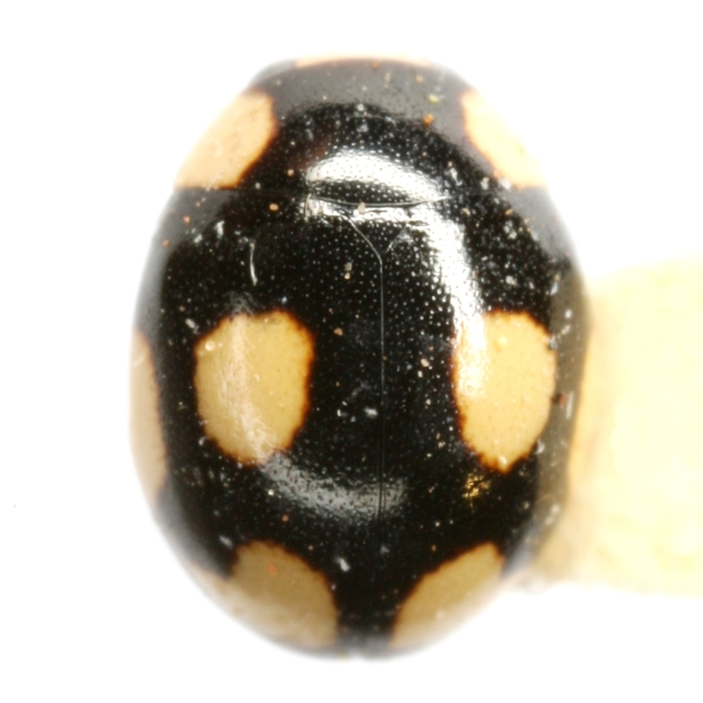 Hyperaspis gemma