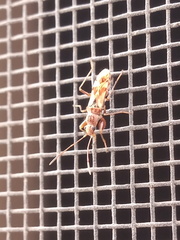 Neopamera albocincta