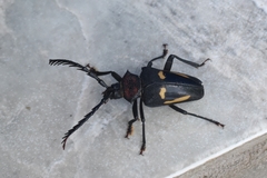 Calocomus desmarestii