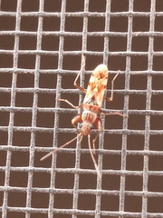 Neopamera albocincta