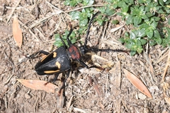 Calocomus desmarestii