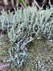Cladonia subradiata