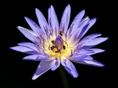 Tetragonula hockingsi