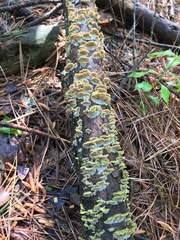 Trichaptum abietinum image