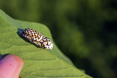 Melitaea didyma