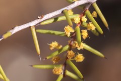 Acacia nyssophylla