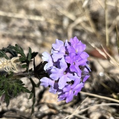 Glandularia latilobata