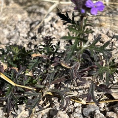 Glandularia latilobata