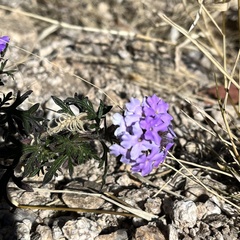 Glandularia latilobata