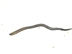 Anisorhynchodemus moseleyi