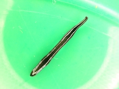 Anisorhynchodemus moseleyi