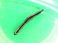 Anisorhynchodemus moseleyi