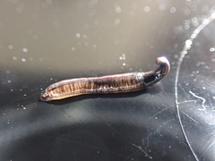 Anisorhynchodemus moseleyi