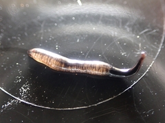 Anisorhynchodemus moseleyi