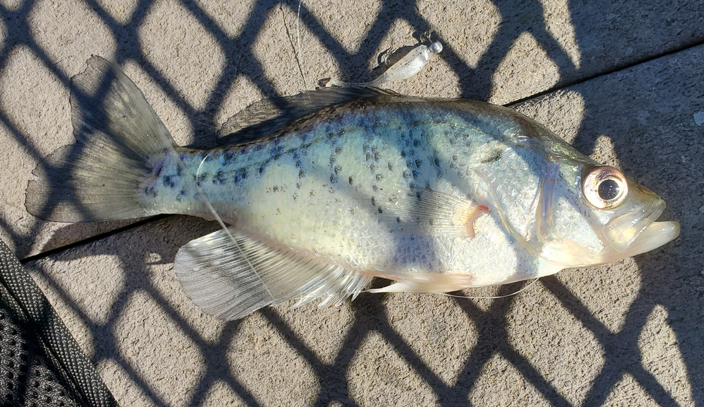 White Crappie from Sapulpa, OK, USA on January 31, 2022 at 01:57 PM by ...