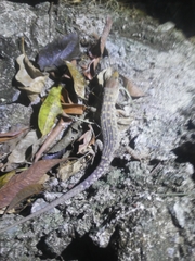 Lepidophyma