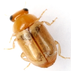 Hyperaspidius nanellus