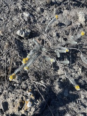 Acmispon argophyllus adsurgens