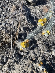 Acmispon argophyllus adsurgens