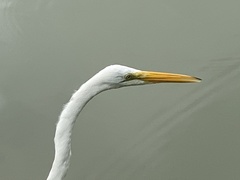 Ardea alba
