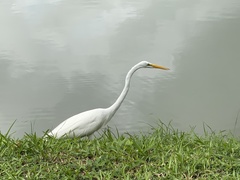 Ardea alba