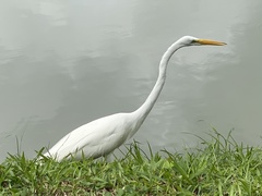 Ardea alba