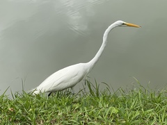 Ardea alba