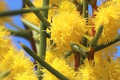 Acacia nyssophylla