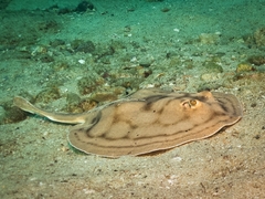 Urobatis concentricus