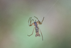 Micrathena nigrichelis