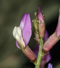 Astragalus casei