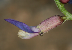 Astragalus casei
