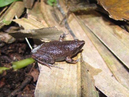Elegant Narrow-mouthed Toad