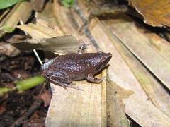 Gastrophryne elegans