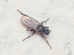 Ischiolepta