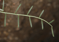 Astragalus casei