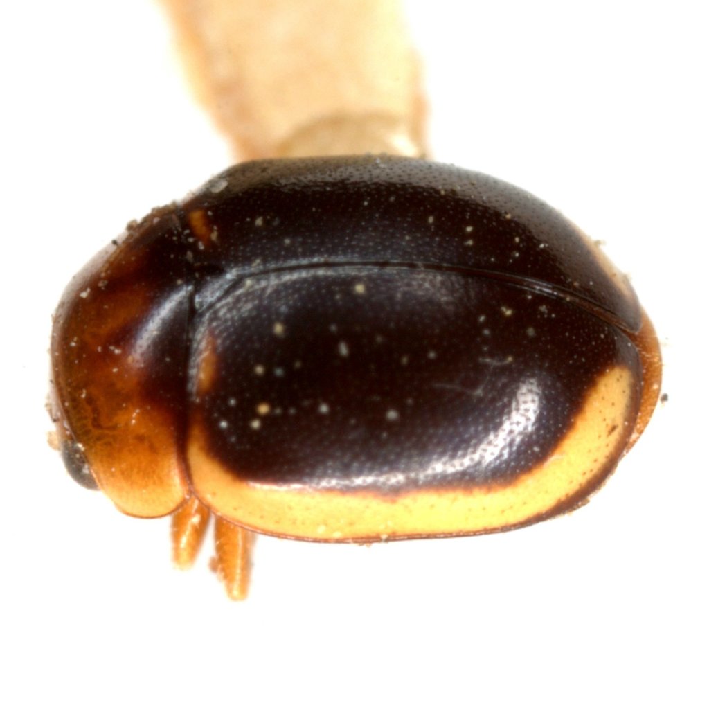 Hyperaspidius marginatus