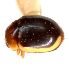 Hyperaspidius marginatus