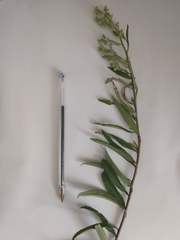 Baccharis punctulata