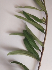 Baccharis punctulata