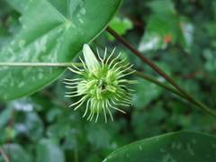 Passiflora juliana