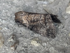Dysbatus singularis